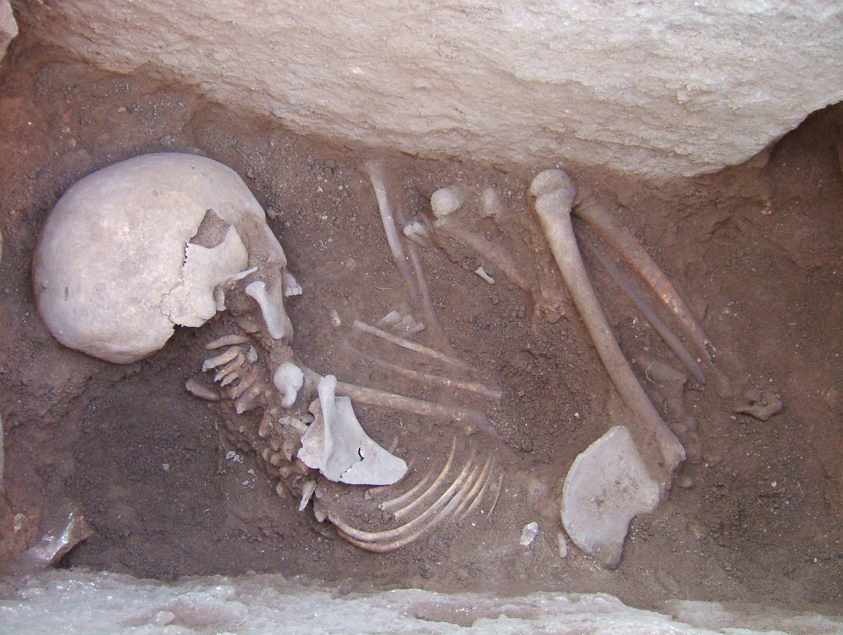 Esempio di sepoltura con inumato in posizione rannicchiata (Monte Sannace T 17-2004).